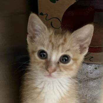 Tyler -  Domestic Short Hair Cat for Adoption in Baltimore, Maryland - Tyler | PetCurious