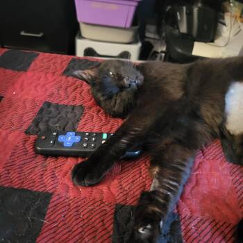 Murray -  Domestic Short Hair Cat for Adoption in Medford, Massachusetts - Murray | PetCurious