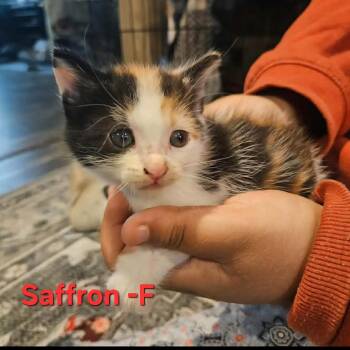 Saffron -  Domestic Short Hair Cat for Adoption in Madison, Wisconsin - Saffron | PetCurious