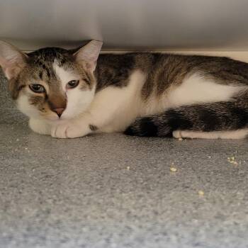 Tigre -  Domestic Short Hair Cat for Adoption in Wheeling, Illinois - Tigre | PetCurious