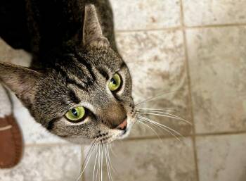 Domestic Short Hair Cats Available for Adoption in Herndon, Virginia - Hector- Likes Dogs | PetCurious