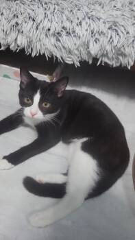 Marcia -  Domestic Short Hair Cat for Adoption in West Mifflin, Pennsylvania - Marcia | PetCurious