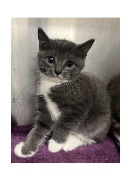 Bluebell -  Domestic Short Hair Cat for Adoption in Watkinsville, Georgia - Bluebell | PetCurious