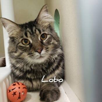 Lobo -  Domestic Medium Hair Cat for Adoption in Colorado Springs, Colorado - Lobo | PetCurious