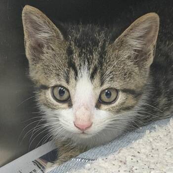 Zoloft -  Domestic Short Hair Cat for Adoption in Marion, Virginia - Zoloft | PetCurious