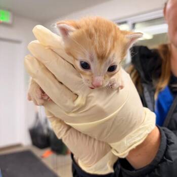 Dusty -  Domestic Short Hair Cat for Adoption in Spokane, Washington - Dusty | PetCurious