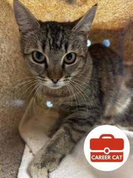 Cinnamon -  Domestic Short Hair Cat Available for Adoption in Roseville, California - Cinnamon | PetCurious