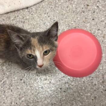 Rizzo -  Domestic Short Hair Cat for Adoption in Detroit Lakes, Minnesota - Rizzo | PetCurious