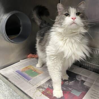 Elwood -  Domestic Medium Hair Cat for Adoption in Chicago, Illinois - Elwood | PetCurious