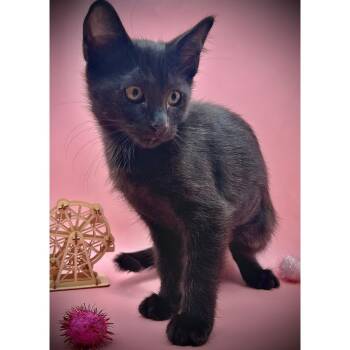 Rescue Domestic Short Hair Cats for Adoption in Morgan Hill, California - Bonney | PetCurious