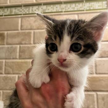 Domestic Short Hair Cats Available for Adoption in Ferndale, Michigan - Tiramisu | PetCurious