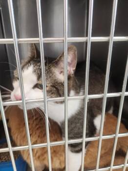 Sam -  Domestic Short Hair Cat for Adoption in Mocksville, North Carolina - Sam | PetCurious