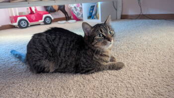Rescue Domestic Short Hair Cats for Adoption in Hinckley, Illinois - Darma | PetCurious