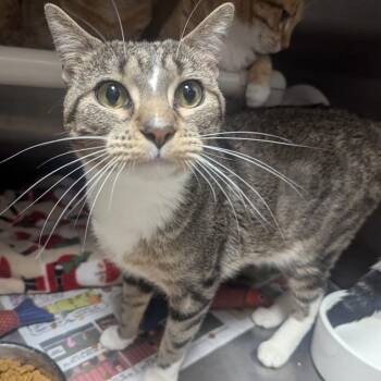 Domestic Short Hair Cats Available for Adoption - Munster | PetCurious