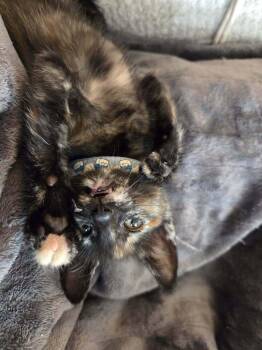 Domestic Short Hair Cats Available for Adoption in Plymouth, Michigan - El Chupacabra | PetCurious