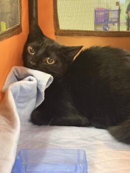 Mint Gum -  Domestic Short Hair Cat for Adoption in Memphis, Tennessee - Mint Gum | PetCurious