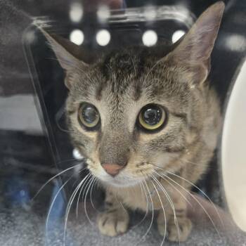 Cinnamon -  Domestic Short Hair Cat for Adoption in Newark, New Jersey - Cinnamon | PetCurious
