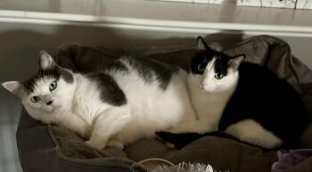 Domestic Short Hair Cats Available for Adoption in Minneapolis, Minnesota - Louie C4419 & Vinnie C4420 (Bonded Pair) | PetCurious