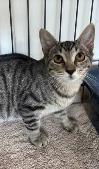 Sandie -  Domestic Short Hair Cat for Adoption in Thousand Oaks, California - Sandie | PetCurious