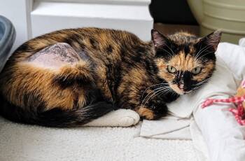 Annalise - 2 Years ( Avail 7/15) -  Domestic Short Hair Cat for Adoption in Sterling, Massachusetts - Annalise - 2 Years ( Avail 7/15) | PetCurious