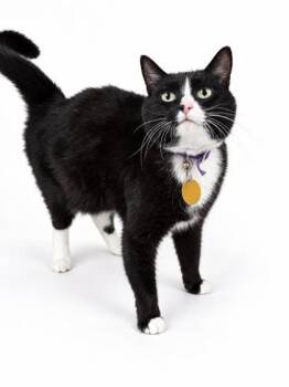 Juliet -  Domestic Short Hair Cat for Adoption in Bowling Green, Kentucky - Juliet | PetCurious