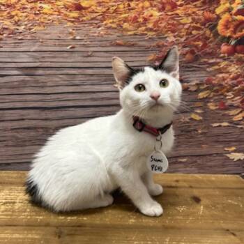 Sumi -  Domestic Short Hair Cat for Adoption in Normal, Illinois - Sumi | PetCurious