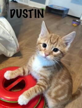 Dustin -  Domestic Short Hair Cat Available for Adoption in Collierville, Tennessee - Dustin | PetCurious