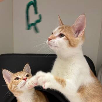 Toby -  Domestic Short Hair Cat for Adoption in Nashville, Tennessee - Toby | PetCurious