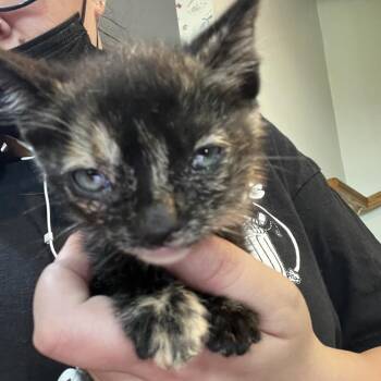 Manhattan -  Domestic Short Hair Cat for Adoption in Waldorf, Maryland - Manhattan | PetCurious