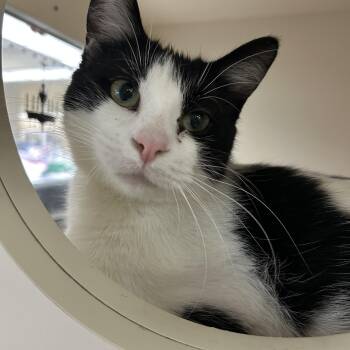 Bessie -  Domestic Short Hair Cat for Adoption in Mokena, Illinois - Bessie | PetCurious