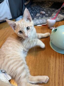 Cosmo -  Domestic Short Hair Cat for Adoption in Columbus, Indiana - Cosmo | PetCurious