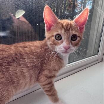 Tyler -  Domestic Short Hair Cat for Adoption in Cumming, Georgia - Tyler | PetCurious