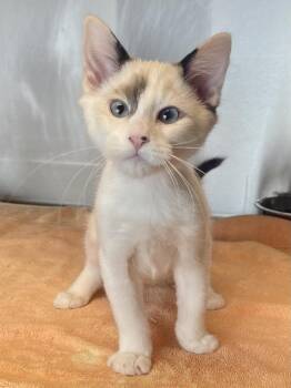Venus -  Siamese Cat for Adoption in Jamestown, California - Venus | PetCurious
