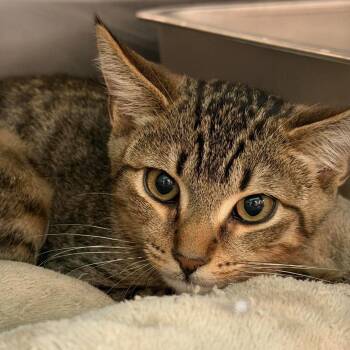 Rocky -  Domestic Short Hair Cat for Adoption in Bellmawr, New Jersey - Rocky | PetCurious