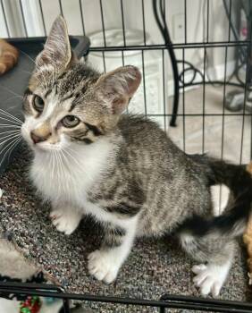 Kona -  Tabby and American Shorthair Cat for Adoption in Greensboro, North Carolina - Kona | PetCurious