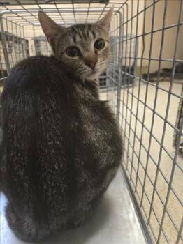 Rescue Domestic Short Hair Cats for Adoption in Hagerstown, Maryland - ROSALIND | PetCurious