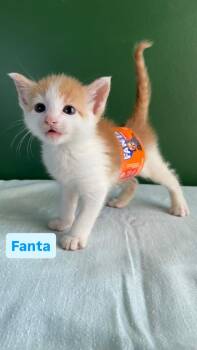 Fanta -  Domestic Short Hair Cat for Adoption in Leonardtown, Maryland - Fanta | PetCurious