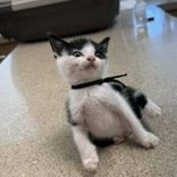 Desmond -  Domestic Short Hair Cat for Adoption in Beulaville, North Carolina - Desmond | PetCurious