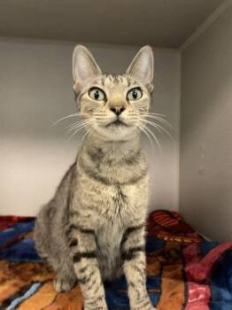 Rescue Domestic Short Hair Cats for Adoption in Dallas, Texas - GINGER | PetCurious