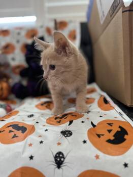 Rescue Domestic Short Hair Cats for Adoption in Deltona, Florida - Ford | PetCurious