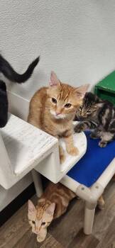 Kitten 27952 (Woody) -  Tabby Cat for Adoption in Parlier, California - Kitten 27952 (Woody) | PetCurious