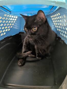Hazel -  Domestic Short Hair Cat for Adoption in Cincinnati, Ohio - Hazel | PetCurious