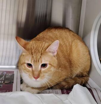 Domestic Short Hair Cats Available for Adoption - DIEGO | PetCurious