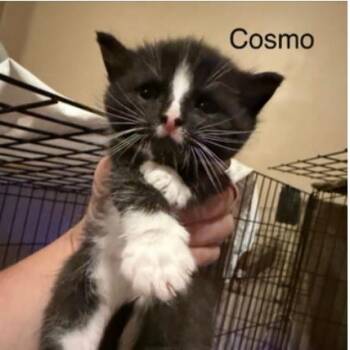 Cosmo Lichens -  Domestic Short Hair Cat for Adoption in Woodstock, Virginia - Cosmo Lichens | PetCurious