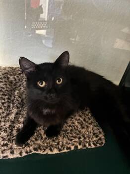 Panther -  Domestic Medium Hair Cat for Adoption in Little Elm, Texas - Panther | PetCurious