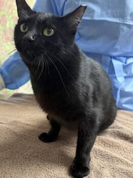 Indy Ana -  Domestic Short Hair Cat for Adoption in San Antonio, Texas - Indy Ana | PetCurious