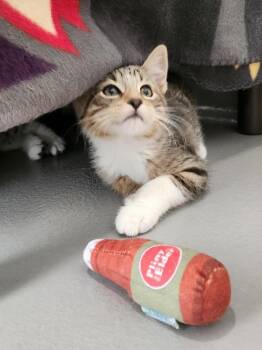 Poe -  Domestic Short Hair Cat for Adoption in Healdsburg, California - Poe | PetCurious