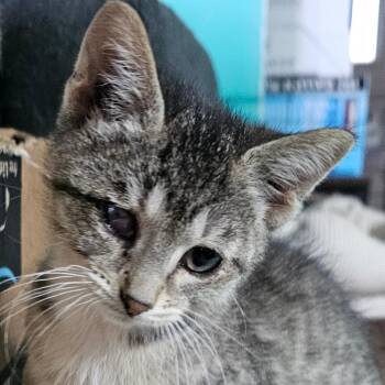 Pirate -  Domestic Short Hair Cat for Adoption in Grinnell, Iowa - Pirate | PetCurious