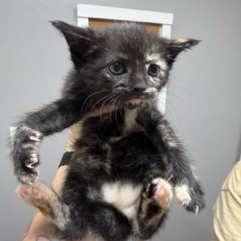 Macy -  Domestic Short Hair Cat for Adoption in Bentonville, Arkansas - Macy | PetCurious