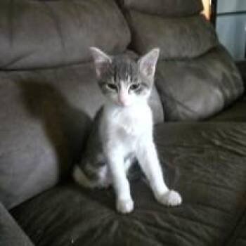 Susie -  Domestic Short Hair Cat for Adoption in Fishers, Indiana - Susie | PetCurious